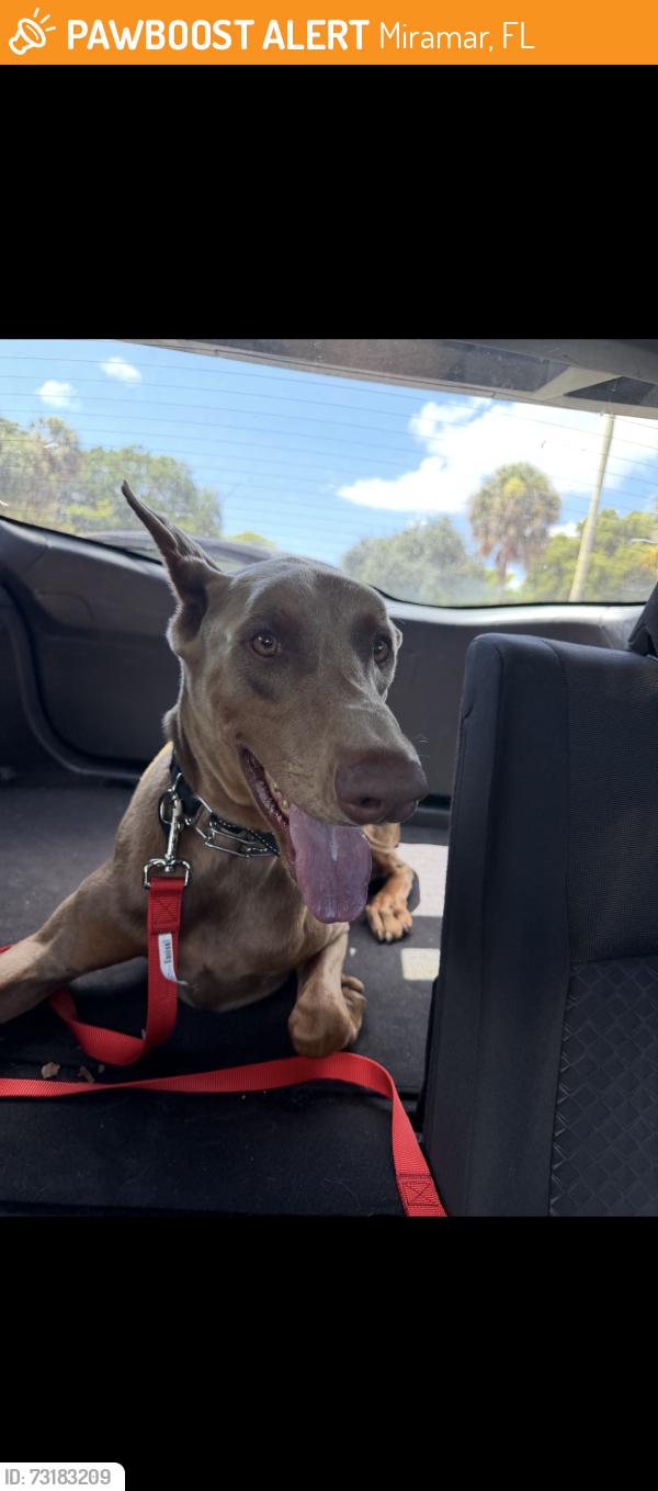 Found/Stray Male Dog last seen sw 136th terrace, Miramar, FL 33027