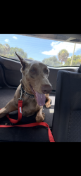 Found/Stray Male Dog last seen sw 136th terrace, Miramar, FL 33027