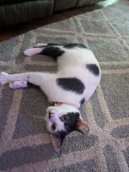 Reunited Male Cat last seen Connector Dr, Tallahassee, FL 32303
