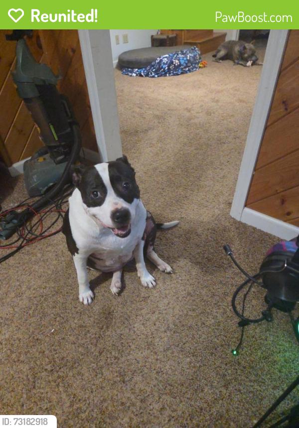 Reunited Female Dog last seen Landing apmts, Knoxville, TN 37996