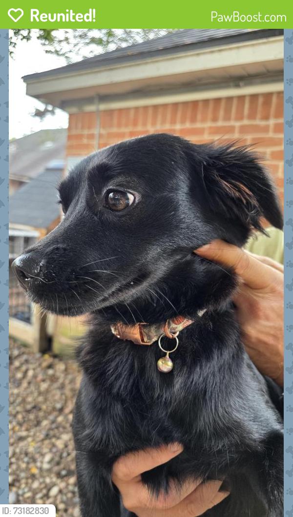 Reunited Female Dog last seen Louetta at Grant Rd, Houston, TX 77429