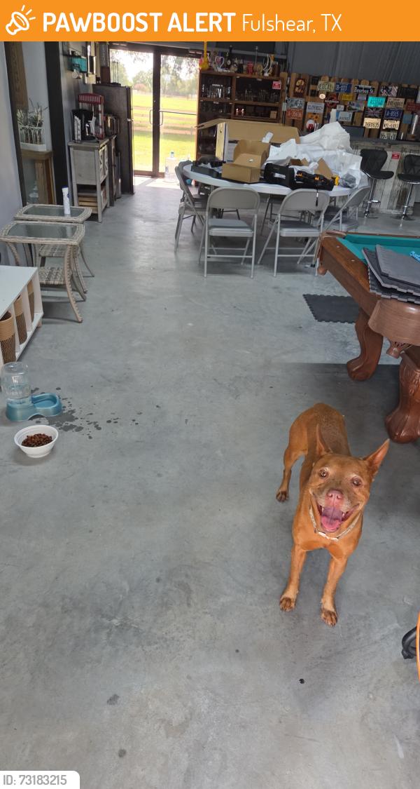 Found/Stray Female Dog last seen Near South Mallard Dr, Fulshear, TX 77441