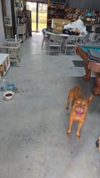 Found/Stray Female Dog last seen Near South Mallard Dr, Fulshear, TX 77441