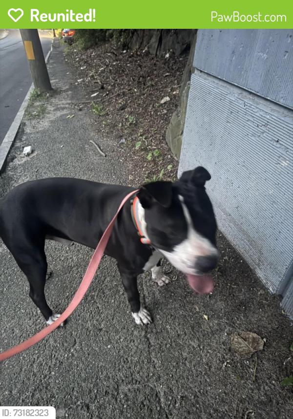Reunited Male Dog last seen Near Oakville Ave, Waterbury, CT 06708, USA, Waterbury, CT 06708