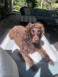 Reunited Female Dog last seen At home, Palm Beach, FL 33480
