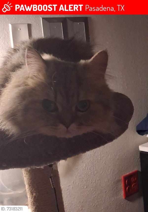 Lost Male Cat last seen Strawberry and spencer, Pasadena, TX 77504