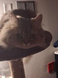 Lost Male Cat last seen Strawberry and spencer, Pasadena, TX 77504