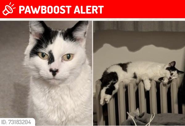 Lost Female Cat last seen Hall Drive, Adcott Rd, new build hses, Middlesbrough, England 