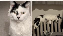 Lost Female Cat last seen Hall Drive, Adcott Rd, new build hses, Middlesbrough, England 