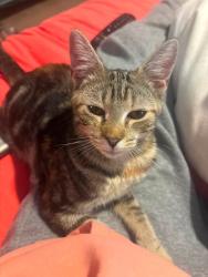 Lost Female Cat last seen Waukeenah Hwy, Monticello, FL 32344