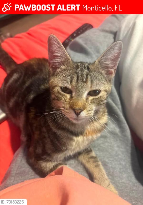 Lost Female Cat last seen Waukeenah Hwy, Monticello, FL 32344