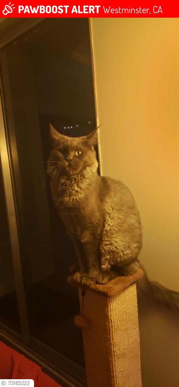 Lost Male Cat last seen Danvers way and Waymouth st, Westminster, CA 92683