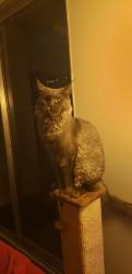 Lost Male Cat last seen Danvers way and Waymouth st, Westminster, CA 92683