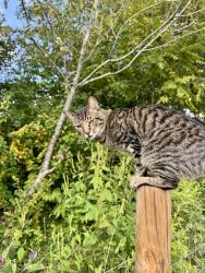 Reunited Male Cat last seen Camp Creek, Greene County, TN 37743