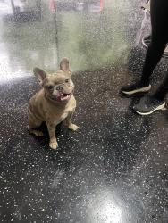 Found/Stray Male Dog last seen Near Oakdale Green Dr. 28216, Charlotte, NC 28216