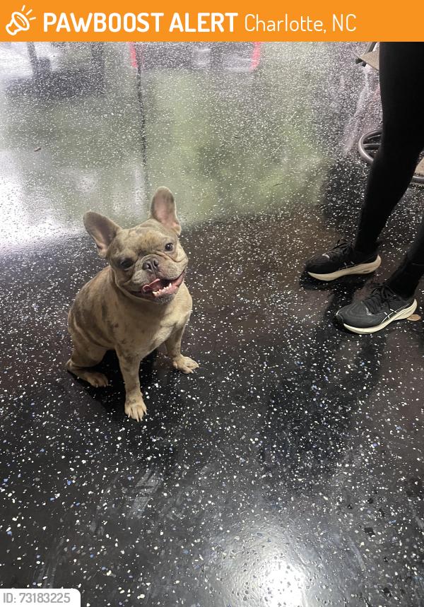 Found/Stray Male Dog last seen Near Oakdale Green Dr. 28216, Charlotte, NC 28216