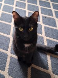 Reunited Female Cat last seen St. Davids Rd & Townline, Thorold, ON L2V 2T9