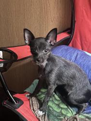 Lost Female Dog last seen Silverspring, Milwaukee, WI 53209