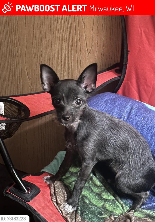 Lost Female Dog last seen Silverspring, Milwaukee, WI 53209