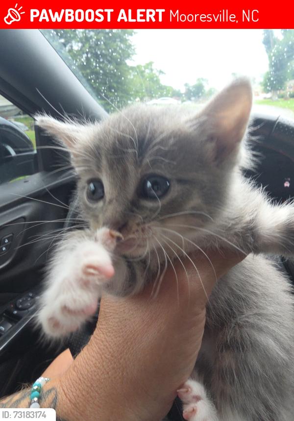 Lost Female Cat last seen Near Jocelyn Lane, Mooresville, NC 28117