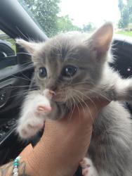 Lost Female Cat last seen Near Jocelyn Lane, Mooresville, NC 28117