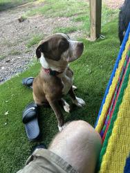 Reunited Male Dog last seen Near Hwy, Mocksville, NC 27028