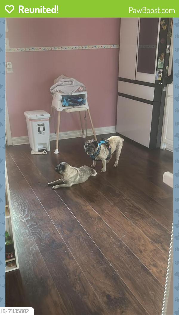 Reunited Male Dog last seen barkley st 77022, Houston, TX 77022