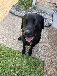 Reunited Male Dog last seen Keller Springs & Willowgate Ln, Carrollton, TX 75006