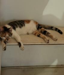 Reunited Female Cat last seen Near Norfleet and 54th Terrace in Kansas City, Kansas City, MO 64133