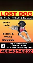 Lost Male Dog last seen 160th and Rio Verde, Scottsdale, AZ 85262