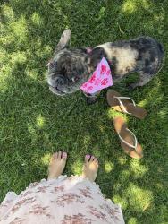 Lost Female Dog last seen Near e donnybrook pl, Hanford, CA 93230
