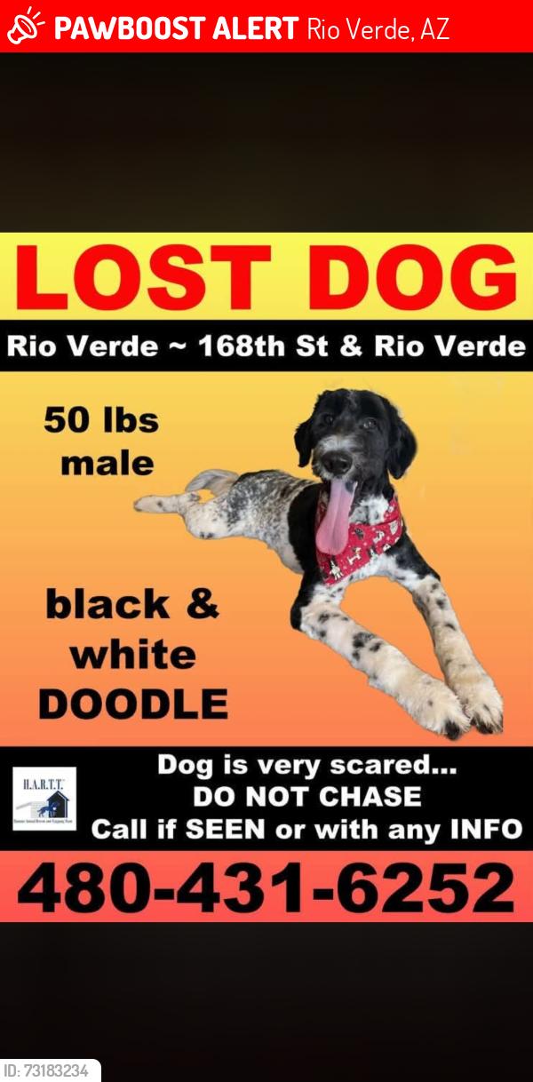 Lost Male Dog last seen 160th and Rio Verde, Scottsdale, AZ 85262