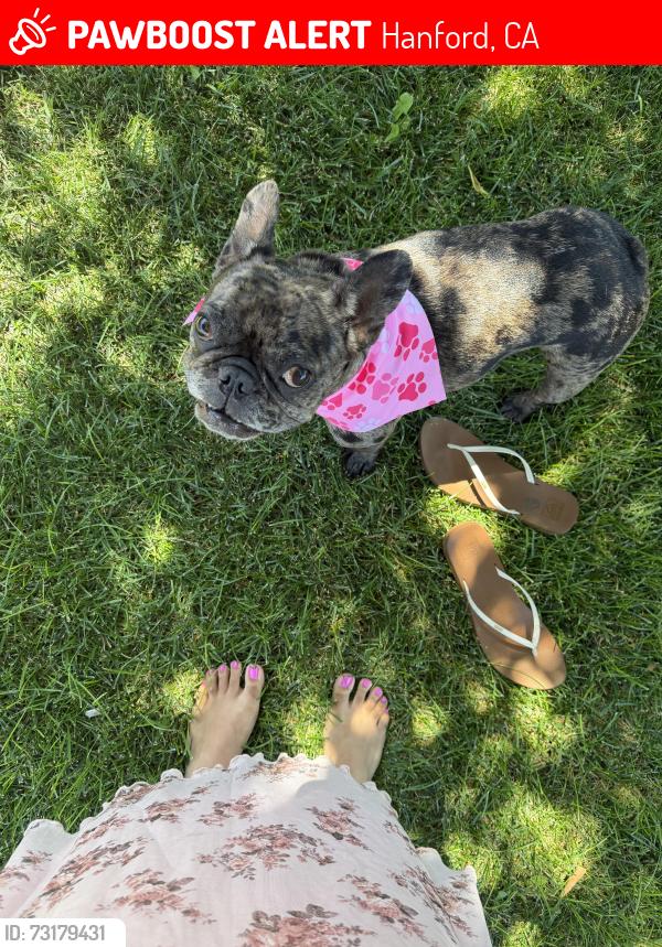 Lost Female Dog last seen Near e donnybrook pl, Hanford, CA 93230