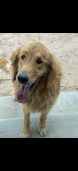 Lost Male Dog last seen Goff blvd southwest, Albuquerque, NM 87105