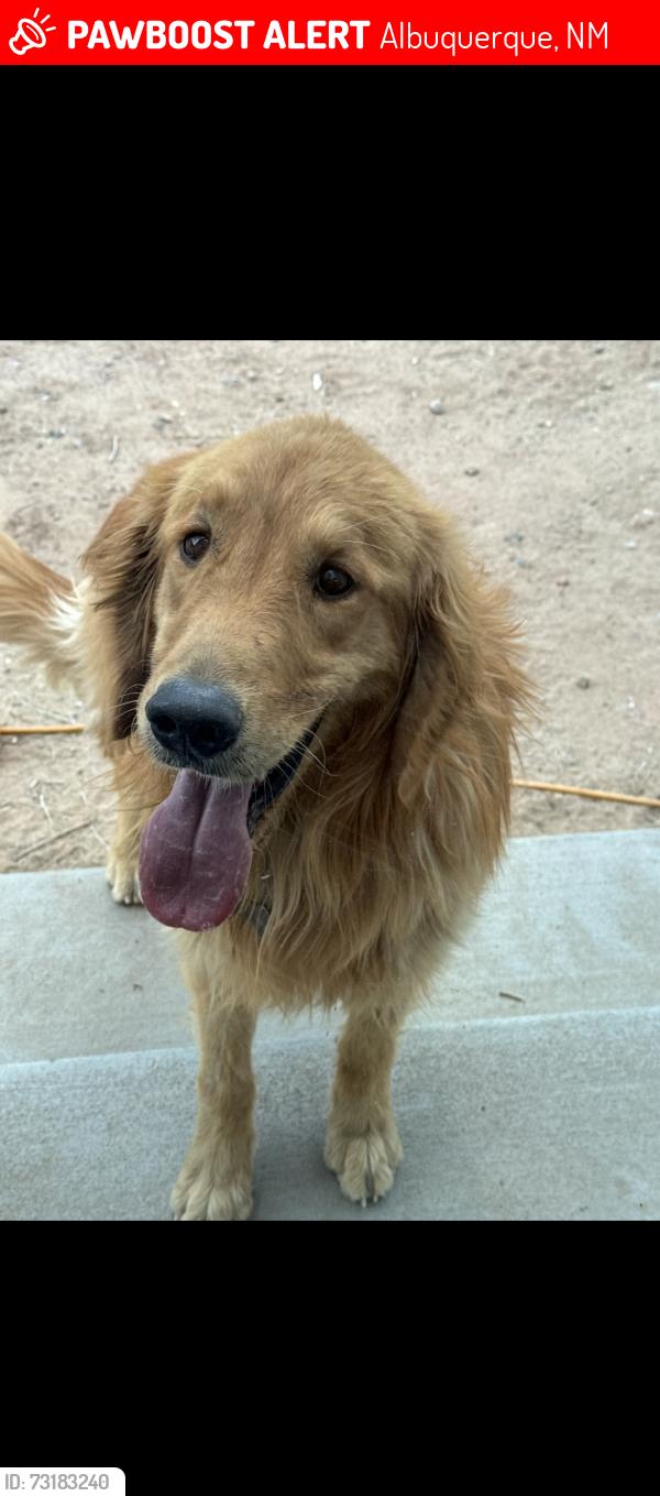 Lost Male Dog last seen Goff blvd southwest, Albuquerque, NM 87105