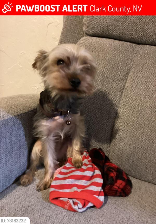 Lost Male Dog last seen Las Vegas strip, Clark County, NV 89109