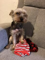 Lost Male Dog last seen Las Vegas strip, Clark County, NV 89109
