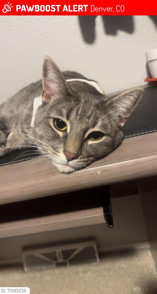 Lost Male Cat last seen Zuni and W Florida, Denver, CO 80219