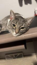 Lost Male Cat last seen Zuni and W Florida, Denver, CO 80219