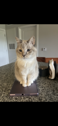 Lost Female Cat last seen Downs Ave/ Farley St, Charlotte, NC 28205