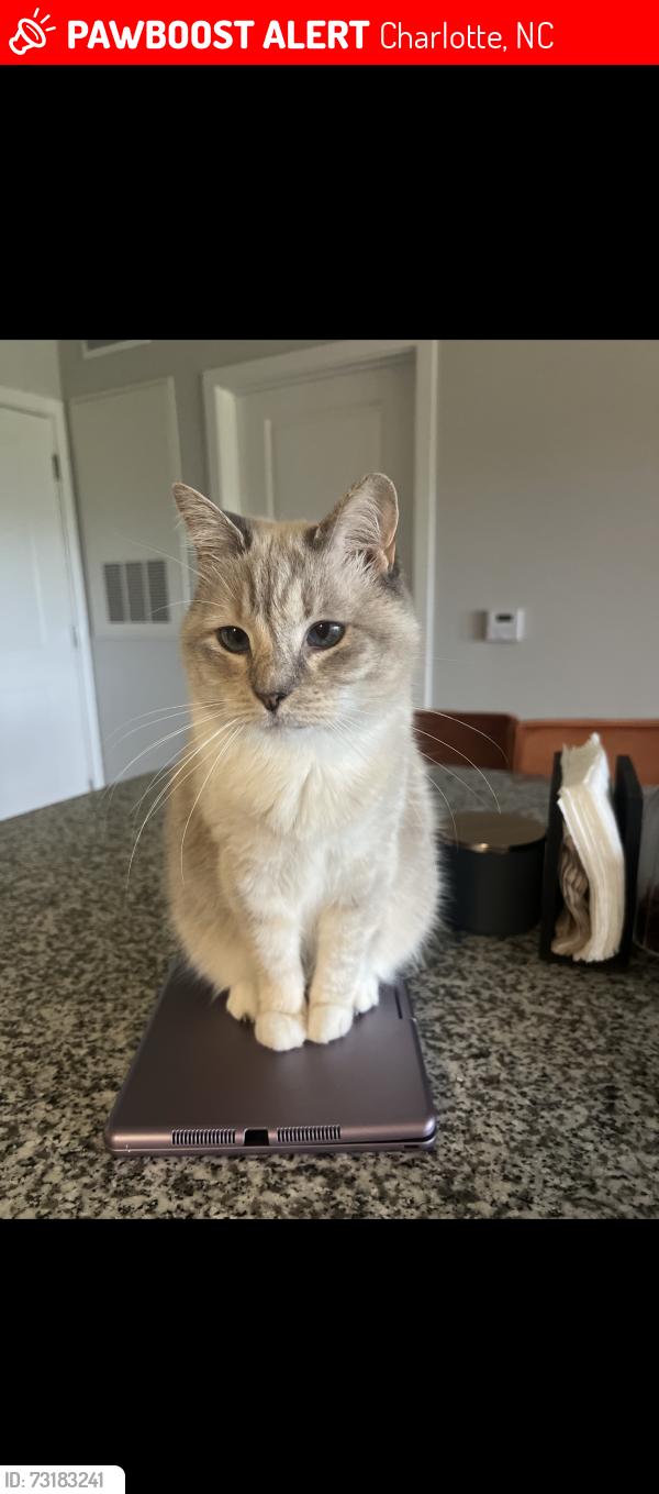 Lost Female Cat last seen Downs Ave/ Farley St, Charlotte, NC 28205
