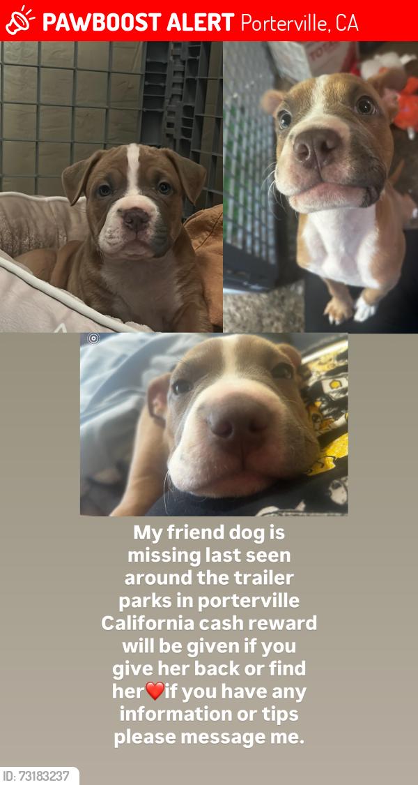 Lost Female Dog last seen East Popular Ave, Porterville, CA 93257