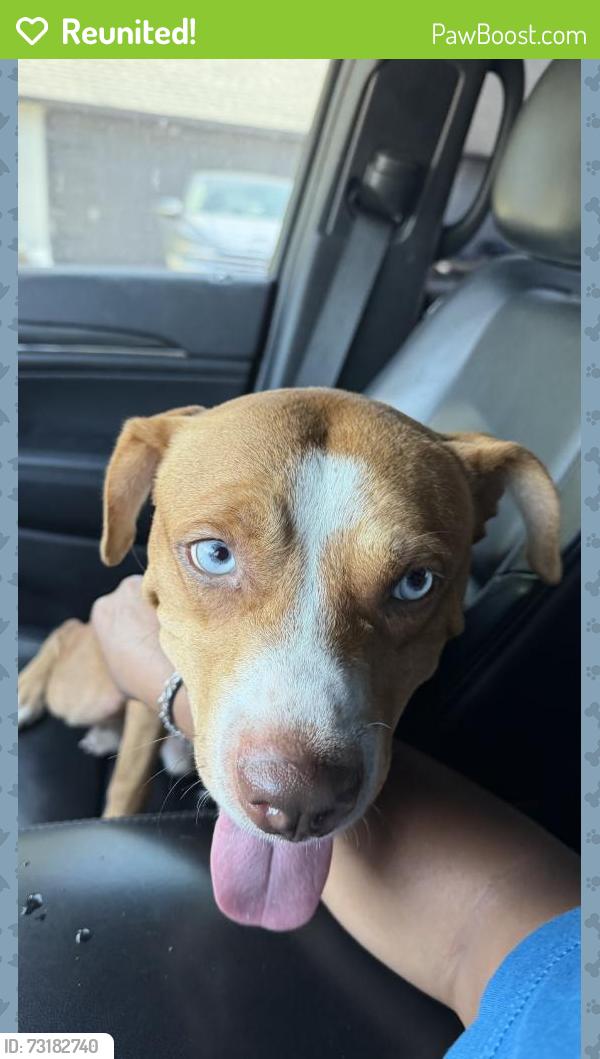 Reunited Male Dog last seen Meadowknoll Dr, Fort Worth, TX 76123, USA, Fort Worth, TX 76123