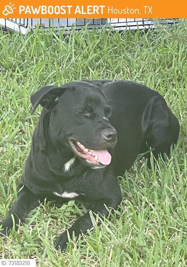 Found/Stray Male Dog last seen Stillbrook and oasis, Houston, TX 77096