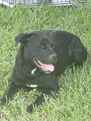 Found/Stray Male Dog last seen Stillbrook and oasis, Houston, TX 77096