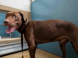 Shelter Stray Male Dog last seen GREAT SOUTHERN OVERLAND STG, 2481 Palomar Airport Rd, Carlsbad, CA 92011, USA