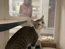 Shelter Stray Male Cat last seen UNKNOWN, 2481 Palomar Airport Rd, Carlsbad, CA 92011, USA