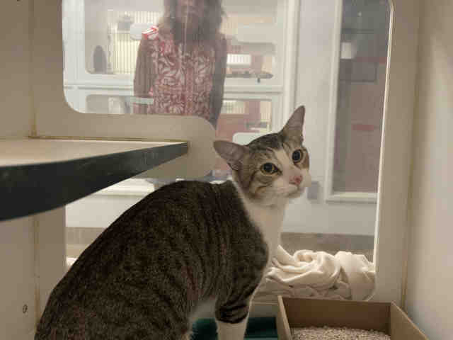 Shelter Stray Male Cat last seen UNKNOWN, 2481 Palomar Airport Rd, Carlsbad, CA 92011, USA