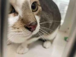 Shelter Stray Male Cat last seen UNKNOWN, 2481 Palomar Airport Rd, Carlsbad, CA 92011, USA