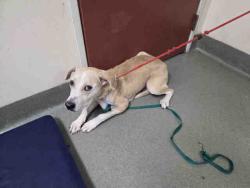 Shelter Stray Female Dog last seen , 2481 Palomar Airport Rd, Carlsbad, CA 92011, USA